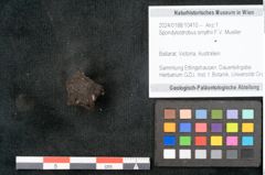 Foto (Objekt + Etikett) von Spondylostrobus smythii F.V. Mueller (NHMW-GEO-2024-0188-10410)